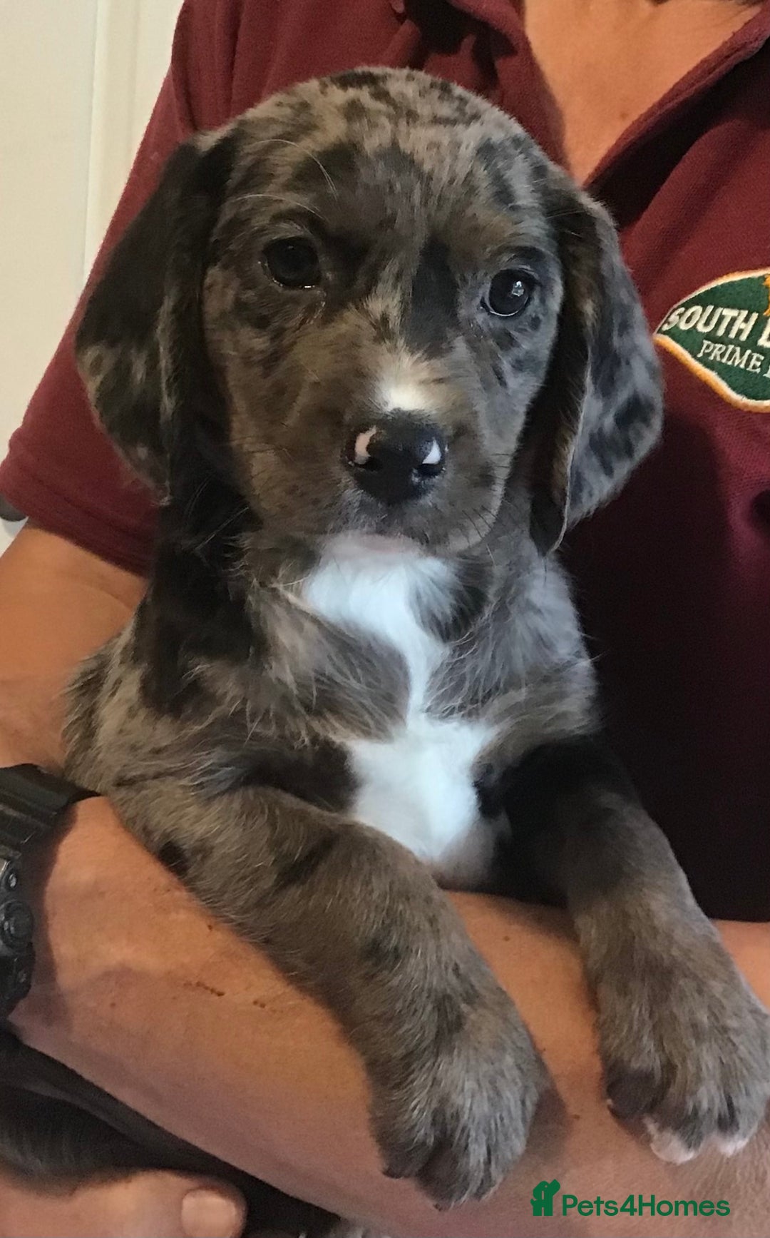 Cockerdor dogs for sale: Superb Quality Cockador Puppies, SHROPSHIRE  - Image 17
