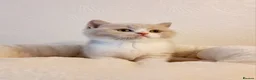 British Shorthair cats for sale: Beautiful British Shorthair Males & Females - Advert 22