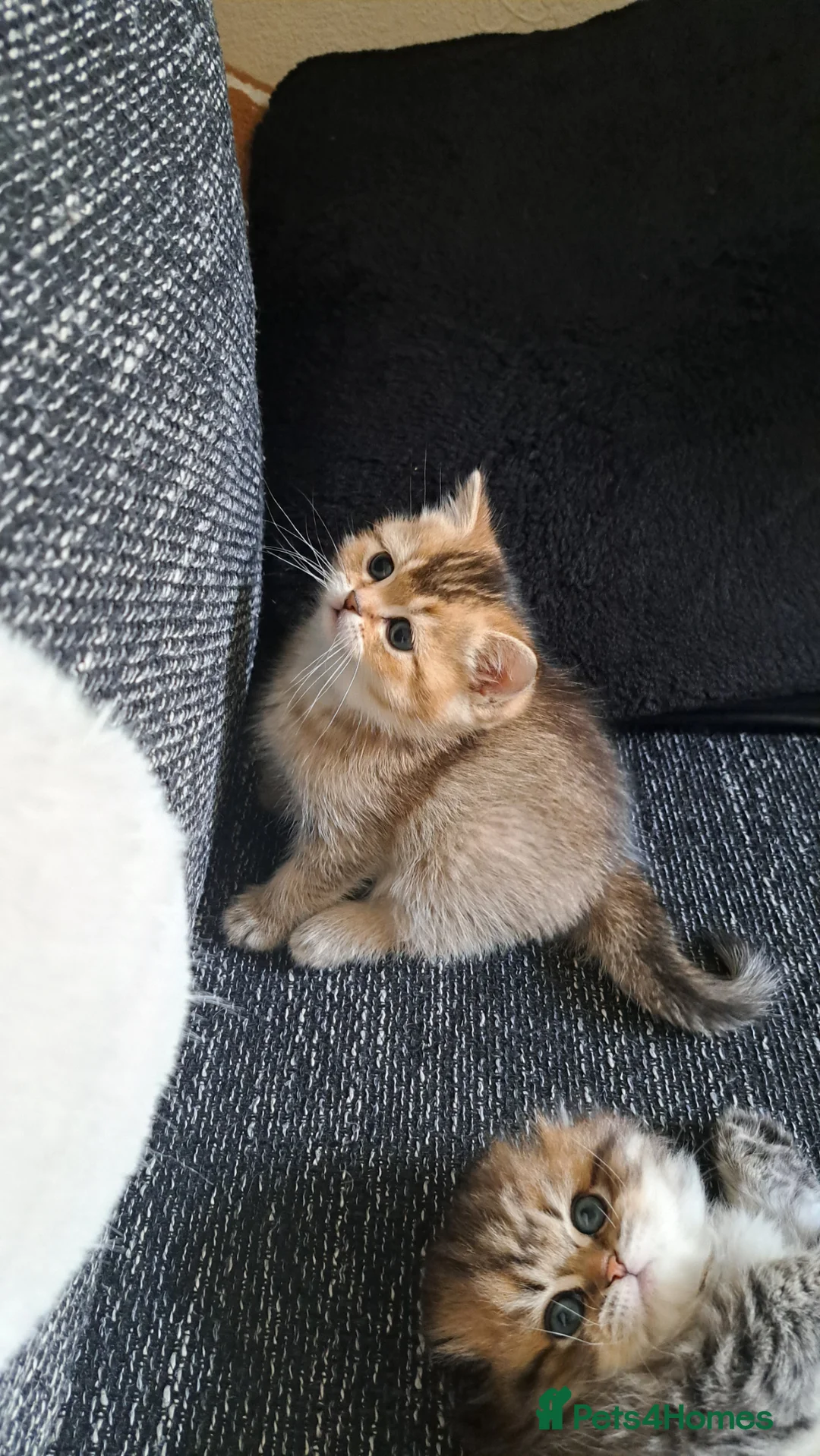 British Shorthair cats for sale: Beautiful microchiped, vaccinated boy - Advert 2