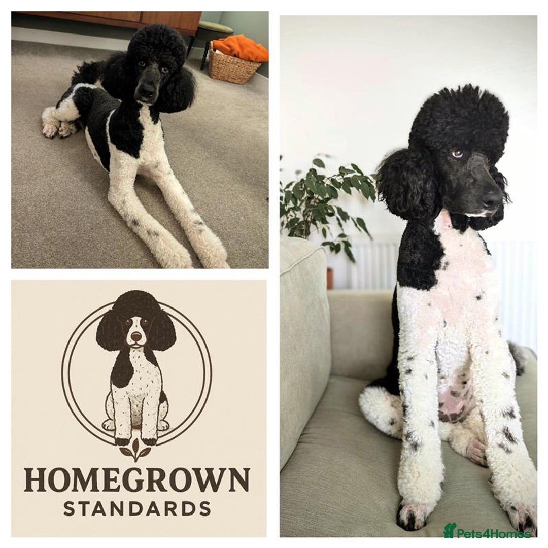 Standard Poodle dogs for sale: Parti KC Reg Standard Poodle Puppies - Advert 1