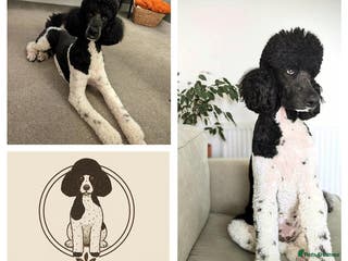 Standard Poodle dogs 6 wks old, ready 21st Jan, Standard Poodle Puppies - Advert 10