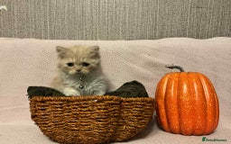 Scottish Fold cats for sale: !4 LEFT! BEAUTIFUL SCOTTISH FOLDS FOR SALE - Image 8