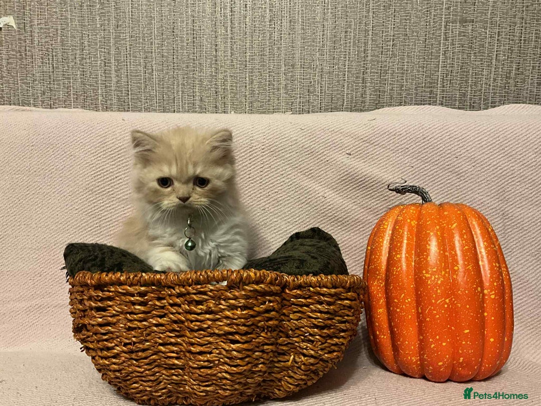 Scottish Fold cats for sale: !4 LEFT! BEAUTIFUL SCOTTISH FOLDS FOR SALE - Image 8
