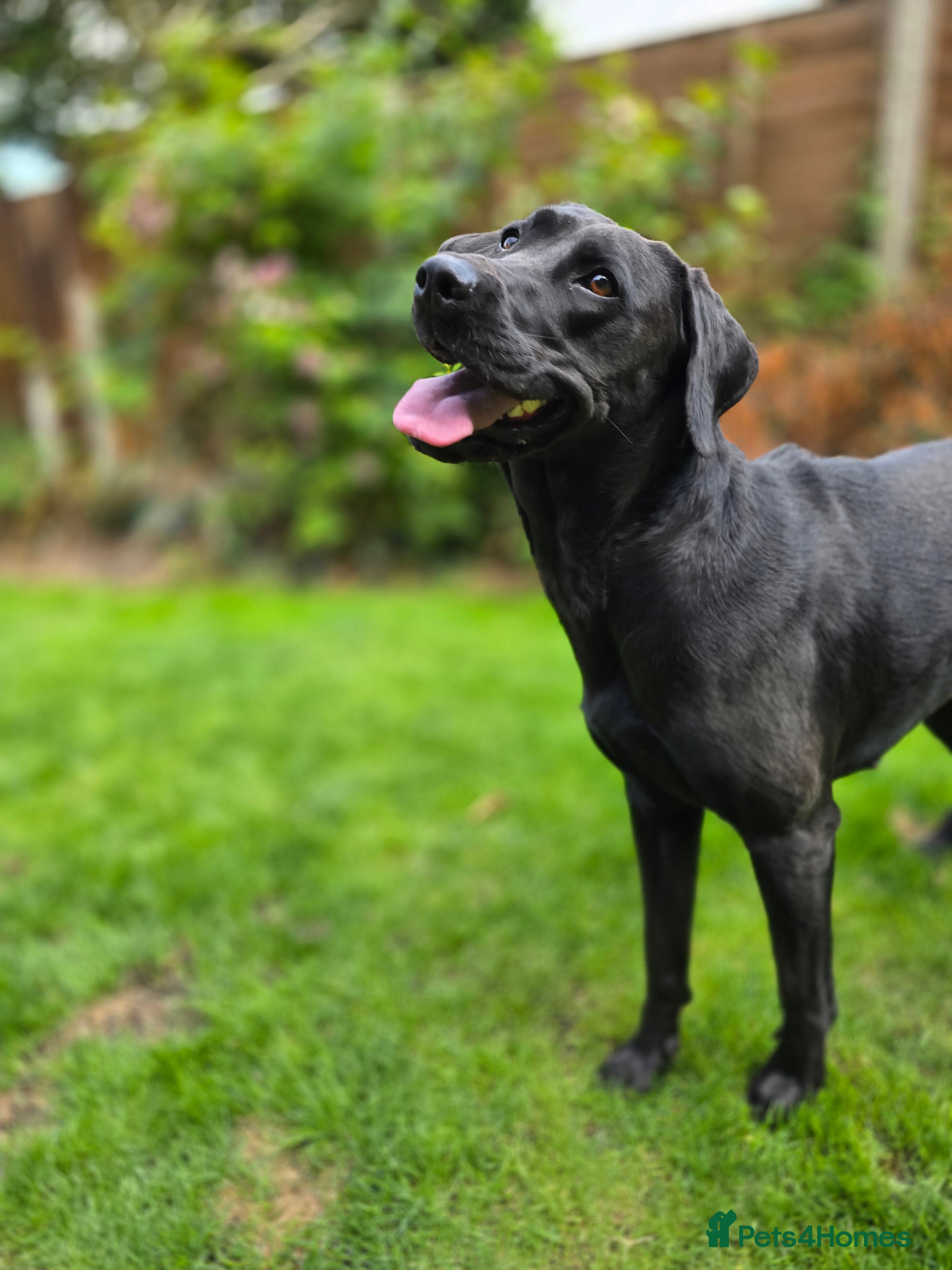 Labrador Retriever dogs Professionally Trained Labrador  - Advert 11