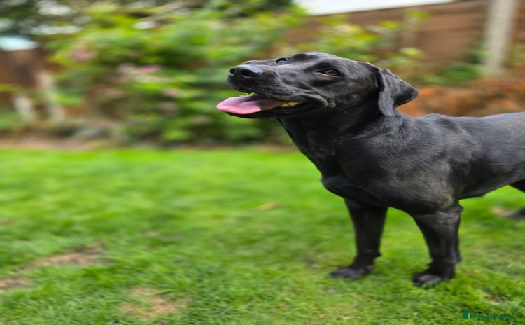 Labrador Retriever dogs - Advert 1