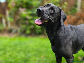 Labrador Retriever dogs - Advert 1