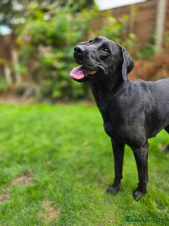 Labrador Retriever dogs - Advert 5