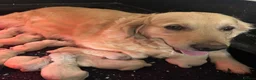 Golden Retriever dogs for sale: Kc golden retriever puppies,health tested parents  - Advert 17