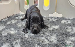 Labrador Retriever dogs for sale: 6 BEAUTIFUL BLACK PUPPIES. LAB CROSS COCKER - Image 9