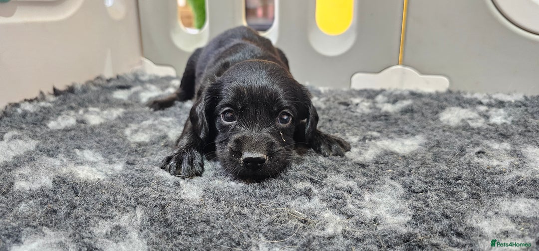Labrador Retriever dogs for sale: 6 BEAUTIFUL BLACK PUPPIES. LAB CROSS COCKER - Image 9
