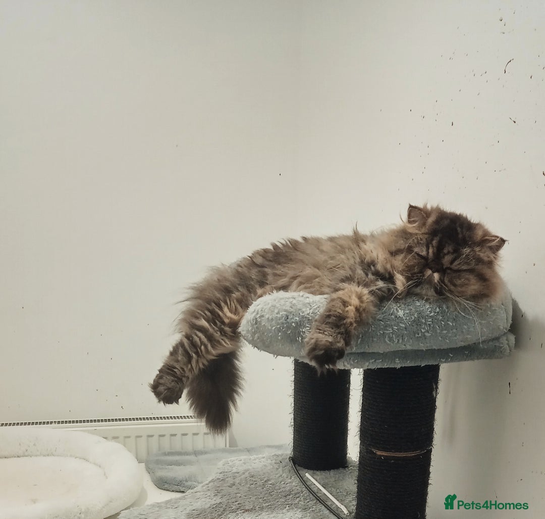 Persian cats for sale: Lovely boy rehoming  - Image 2
