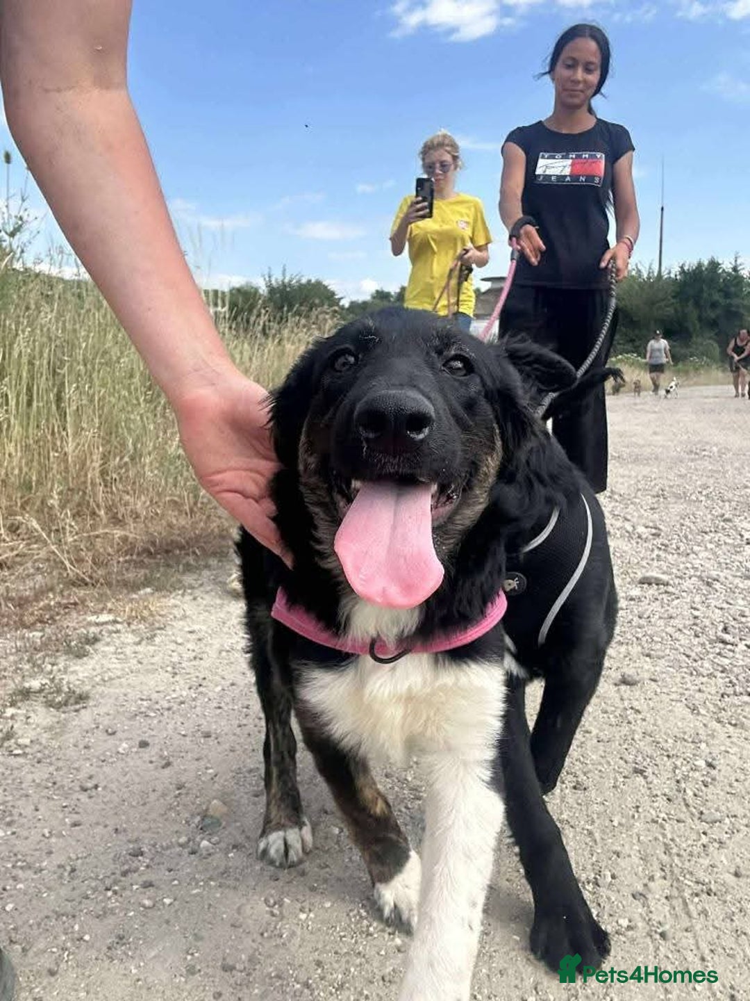Mixed Breed dogs for adoption: Meet Merlin, currently residing in Essex  - Image 10