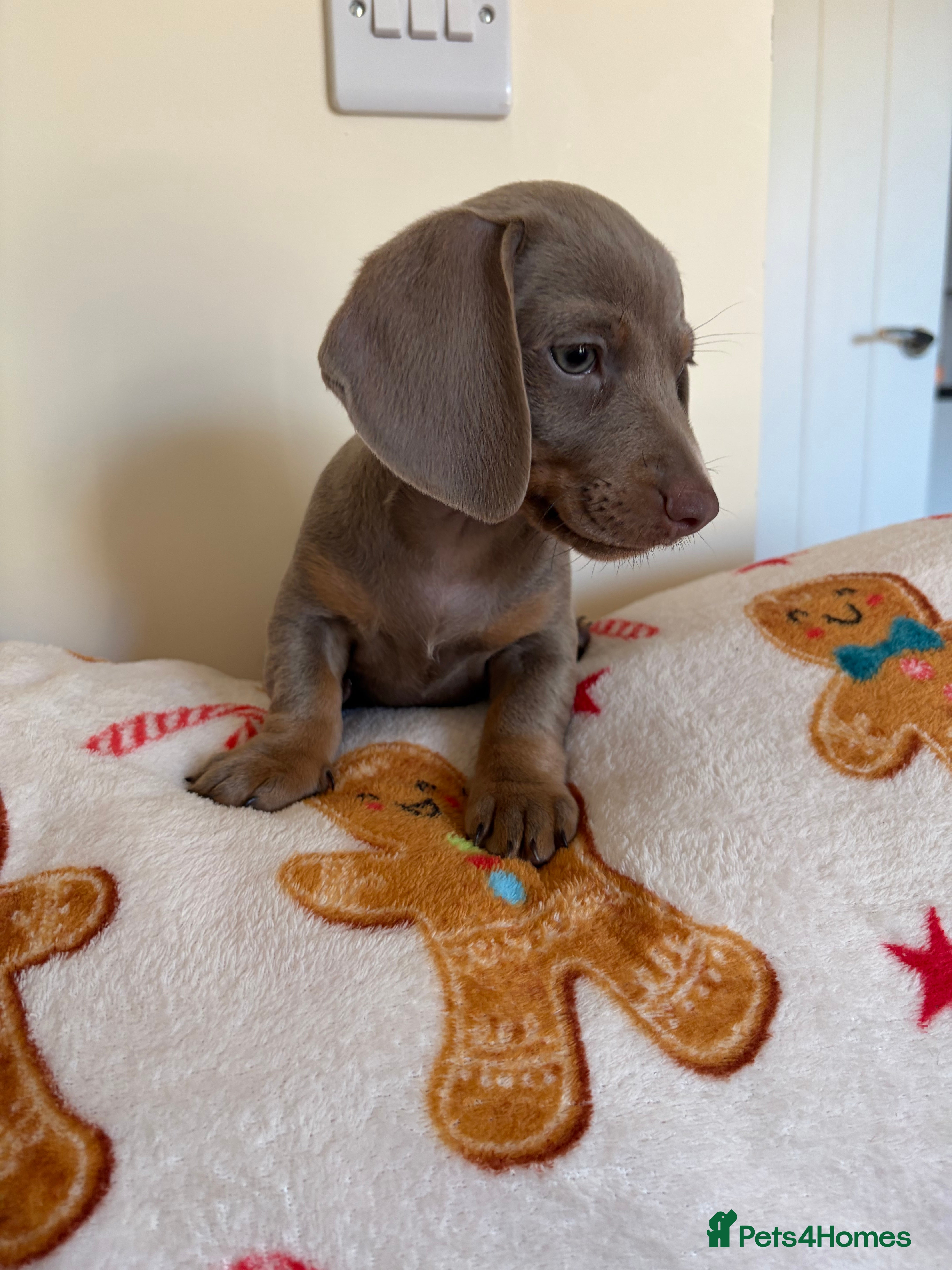 Dachshund dogs Dachshund puppies for sale - Advert 10