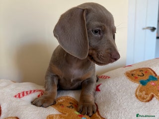 Dachshund dogs Dachshund puppies for sale - Advert 18