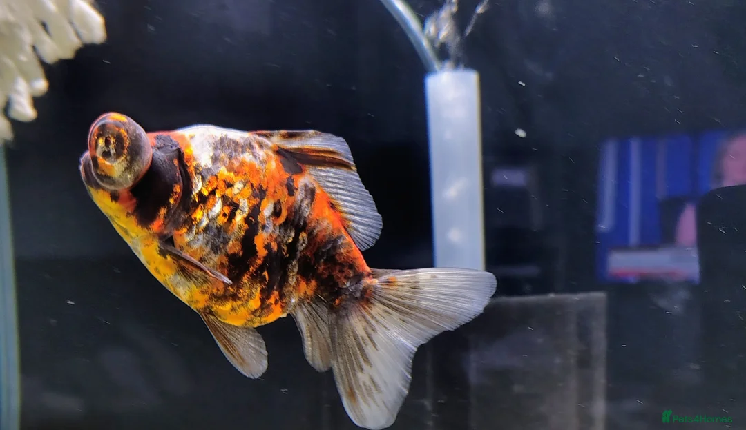 Fancy Goldfish fish for sale: Dragon eye telescope  - Advert 1