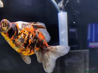 Fancy Goldfish fish Dragon eye telescope - Advert 1