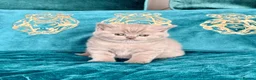 British Shorthair cats for sale: 🇬🇧👑🇬🇧💙British Shorthair😻💙Gccf chunky girls - Advert 9