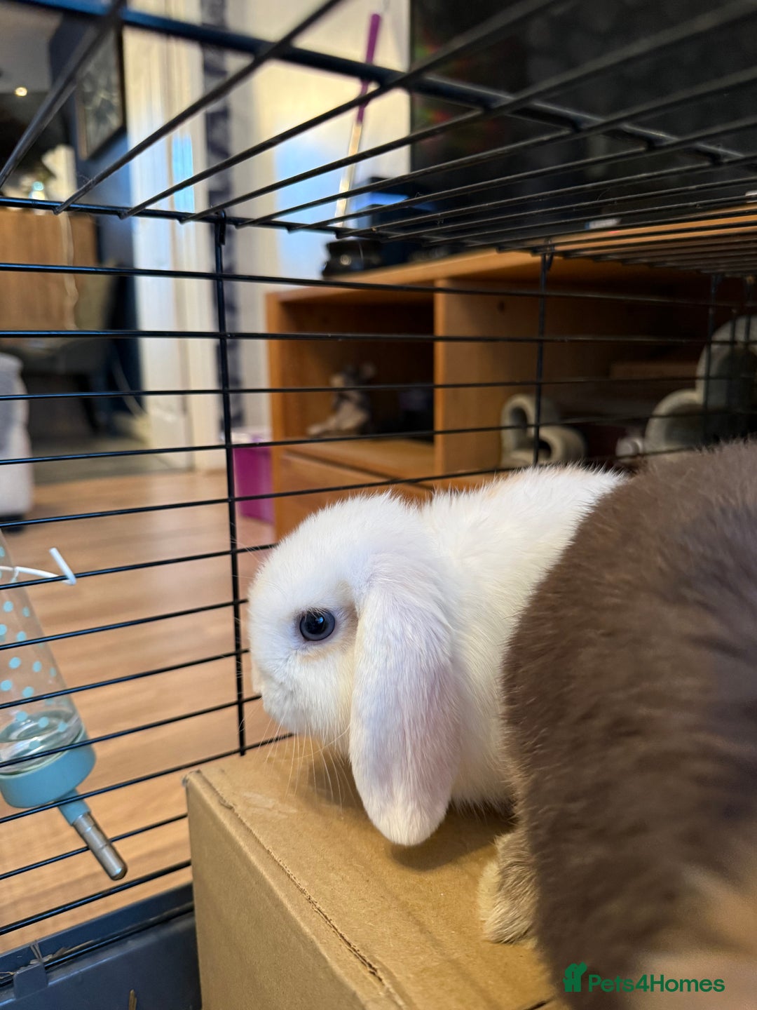 Mini Lop rabbits for sale: Two mini lop rabbits  - Advert 3