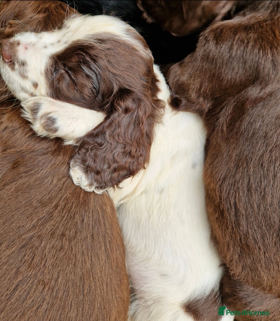 Cocker Spaniel dogs for sale: KC Working cocker spaniel puppies ready to leave - Image 7