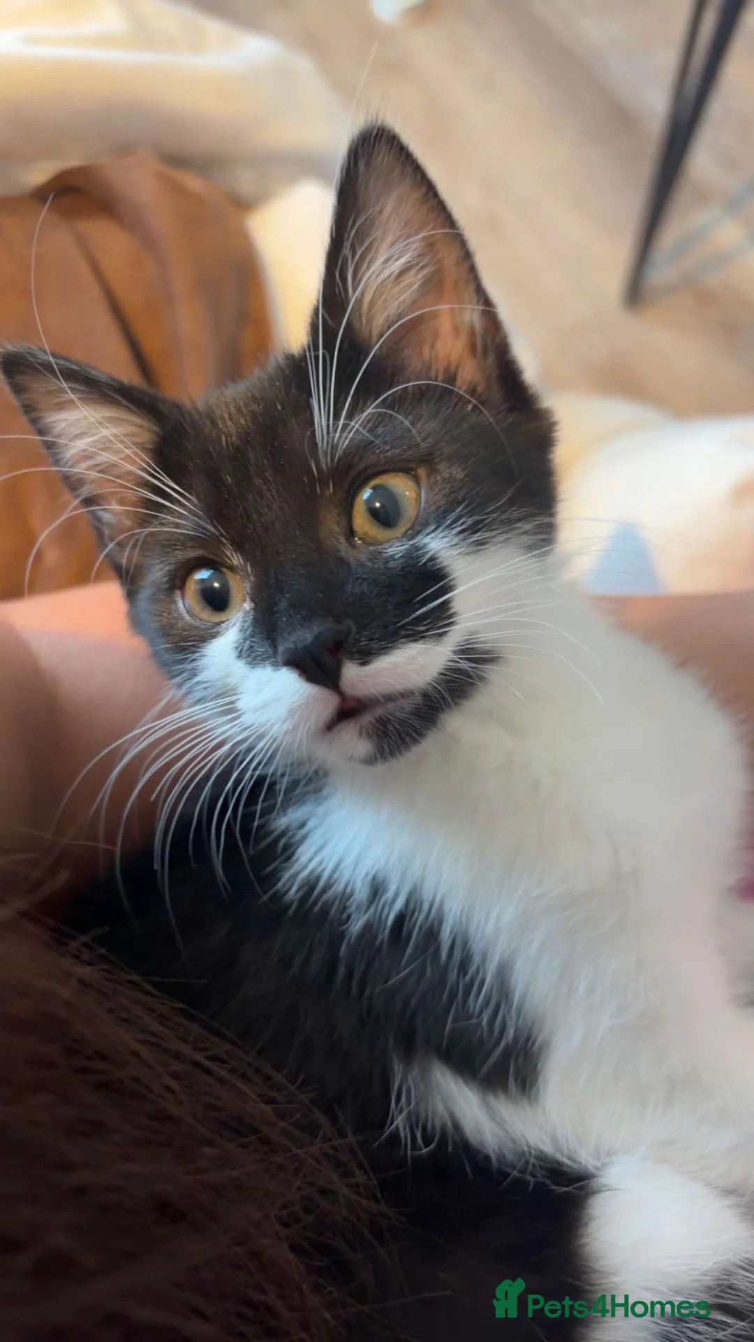 Mixed Breed cats for sale: Gorgeous mixed breed Kitten for sale - Advert 2