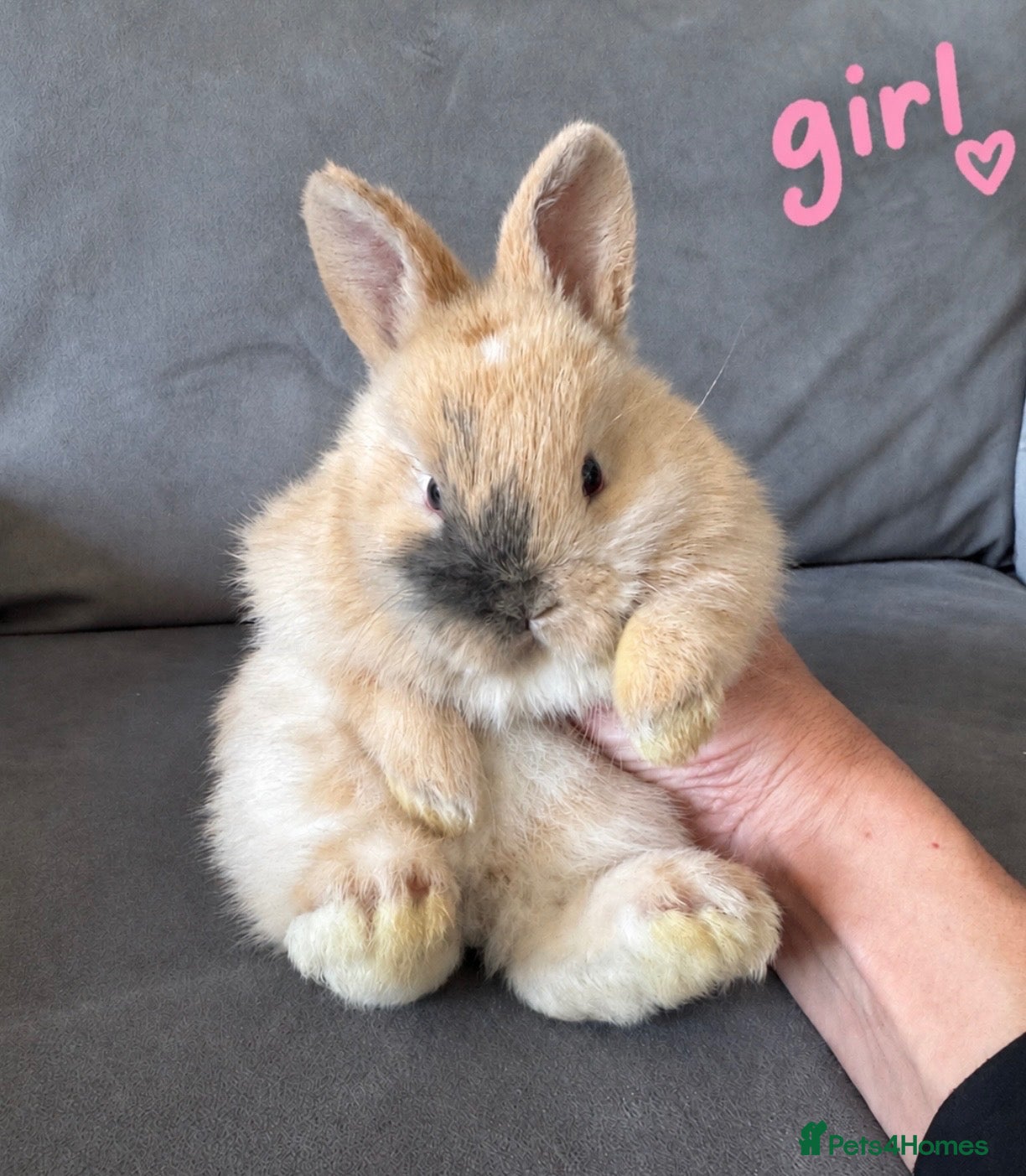 Netherland Dwarf rabbits Ready 9th November, Well Handled Beautiful Bunnies - Advert 4