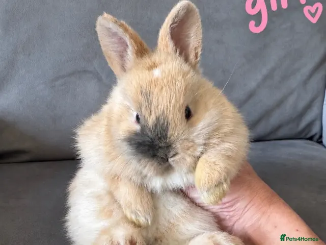 Netherland Dwarf rabbits Ready 9th November, Well Handled Beautiful Bunnies - Advert 4