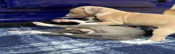 Italian Greyhound dogs for sale: The Most AMAZING colours! - Advert 6