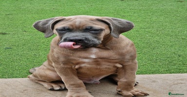 Cane Corso dogs - Advert 16