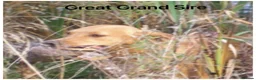 Labrador Retriever dogs for sale: *READY NOW* Stunning KC girls, tested&many FTCH/Ws - Advert 34