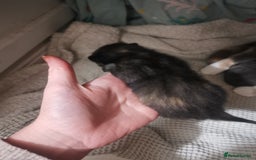 Domestic Shorthair cats for sale: Beautiful litter of kittens - Image 6