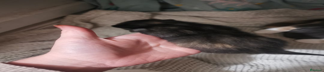 Domestic Shorthair Kitten 2