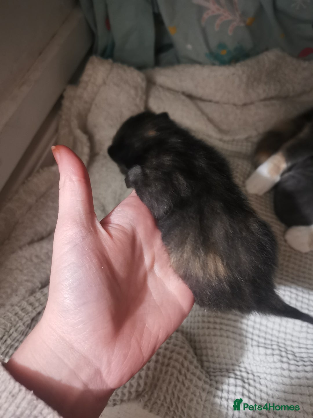 Domestic Shorthair cats for sale: Beautiful litter of kittens - Image 6