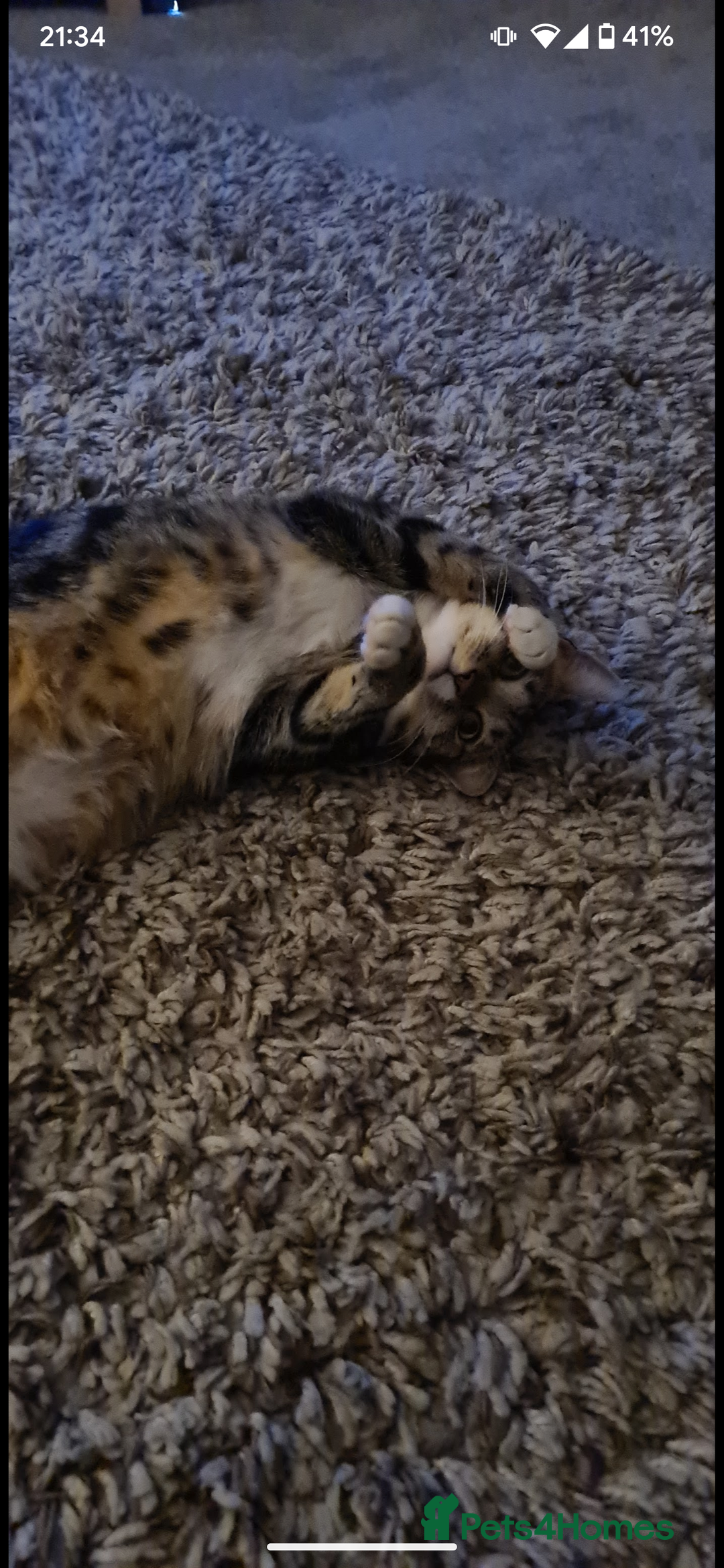 British Shorthair cats for sale: Female cat free to good home - Image 3