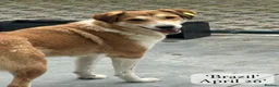 Mixed Breed dogs for adoption: Brazil, 5-6 yrs old. Available for adoption. in Brixham - Advert 15