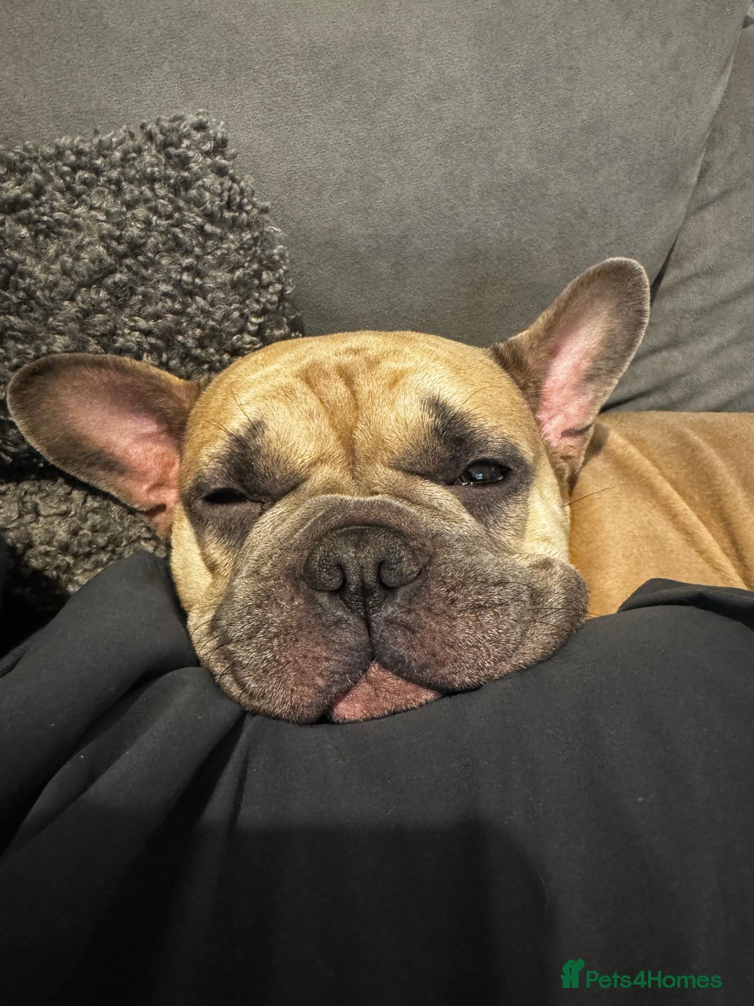 French Bulldog dogs for sale: French bulldog  - Advert 3