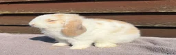 Mini Lop rabbits for sale: Baby mini lops  - Advert 2