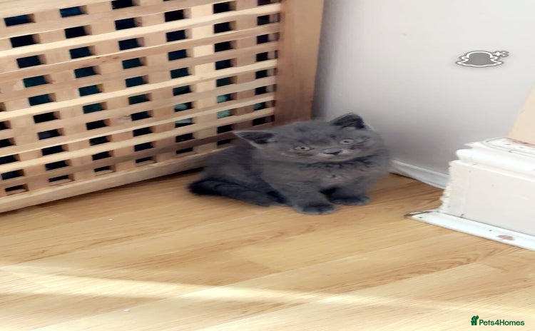 British Shorthair cats - Advert 10