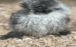 Hens poultry for sale: Hens x 6 - Advert 4