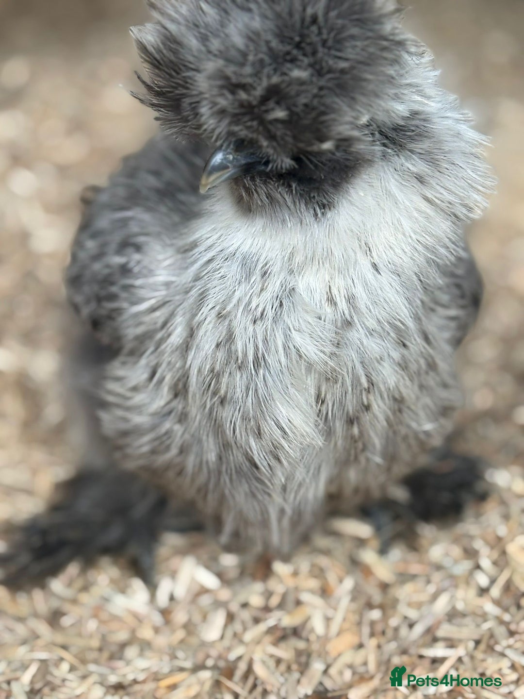 Hens poultry for sale: Hens x 6 - Advert 4