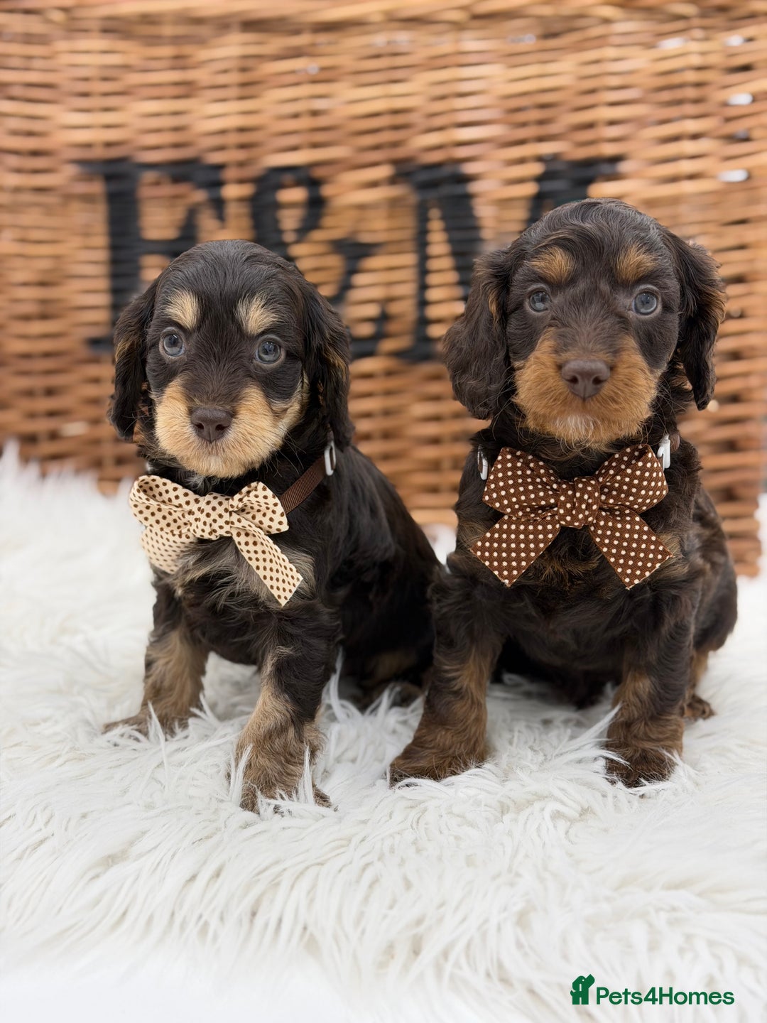 Cavapoo dogs for sale: F1 E ** tensively Health Tested Cavapoos - Advert 7