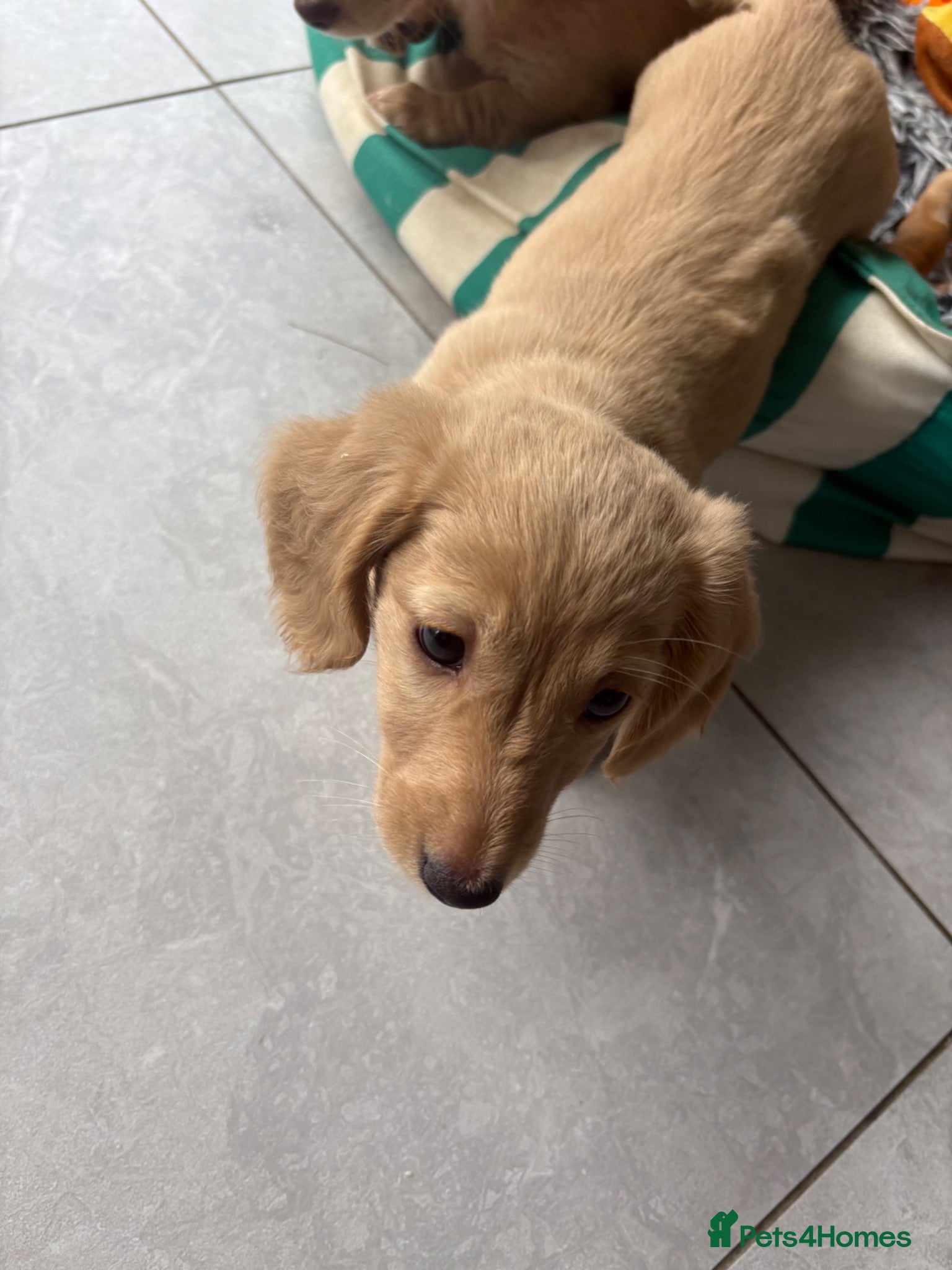 Miniature Dachshund dogs READY NOW Pure cream mini long haired pups - Advert 1