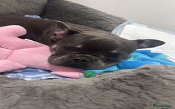 French Bulldog dogs for sale: Male grey french bulldog  - Image 4