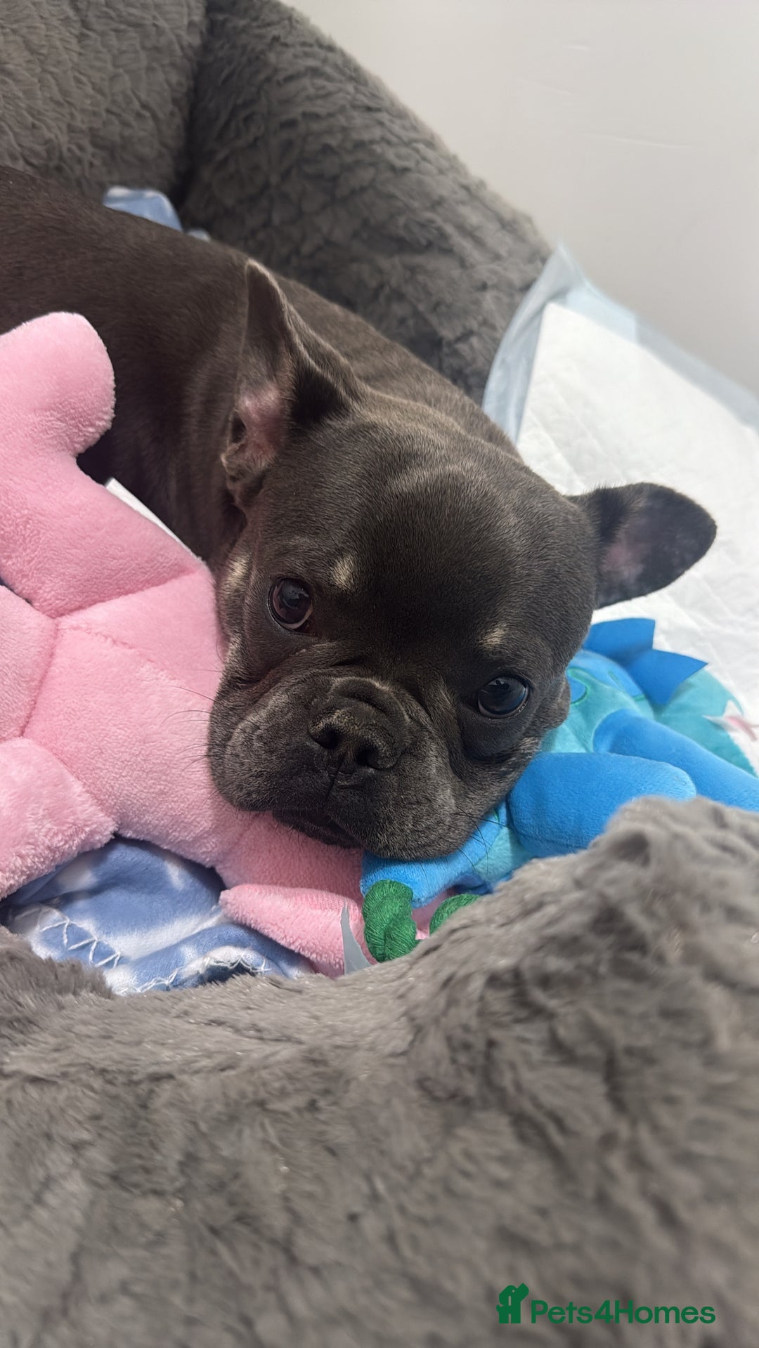 French Bulldog dogs for sale: Male grey french bulldog  - Image 4