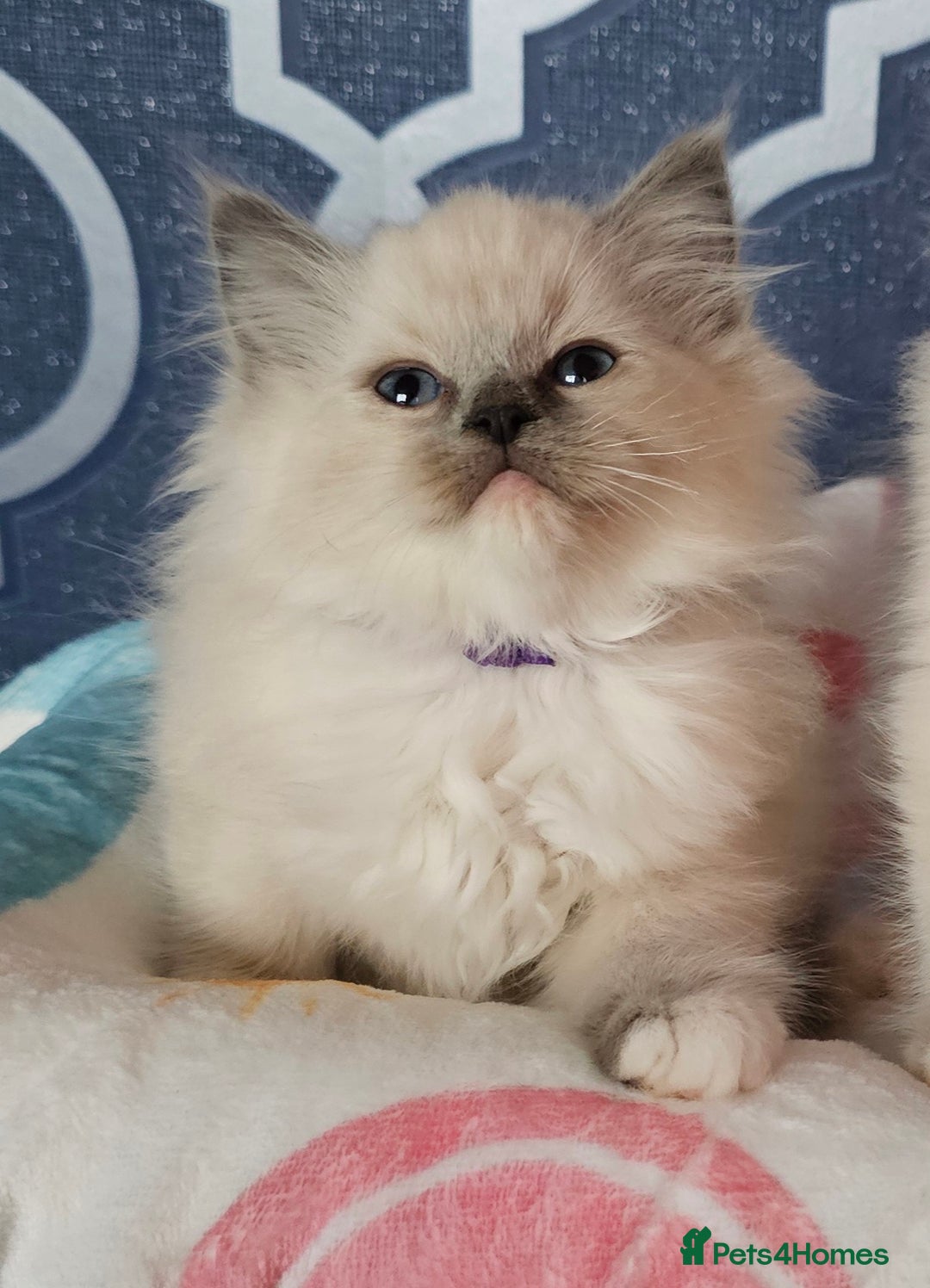 Ragdoll cats for sale: 🏆 CHAMPION FATHER 🏆GCCF REGISTERED KITTENS  - Image 4