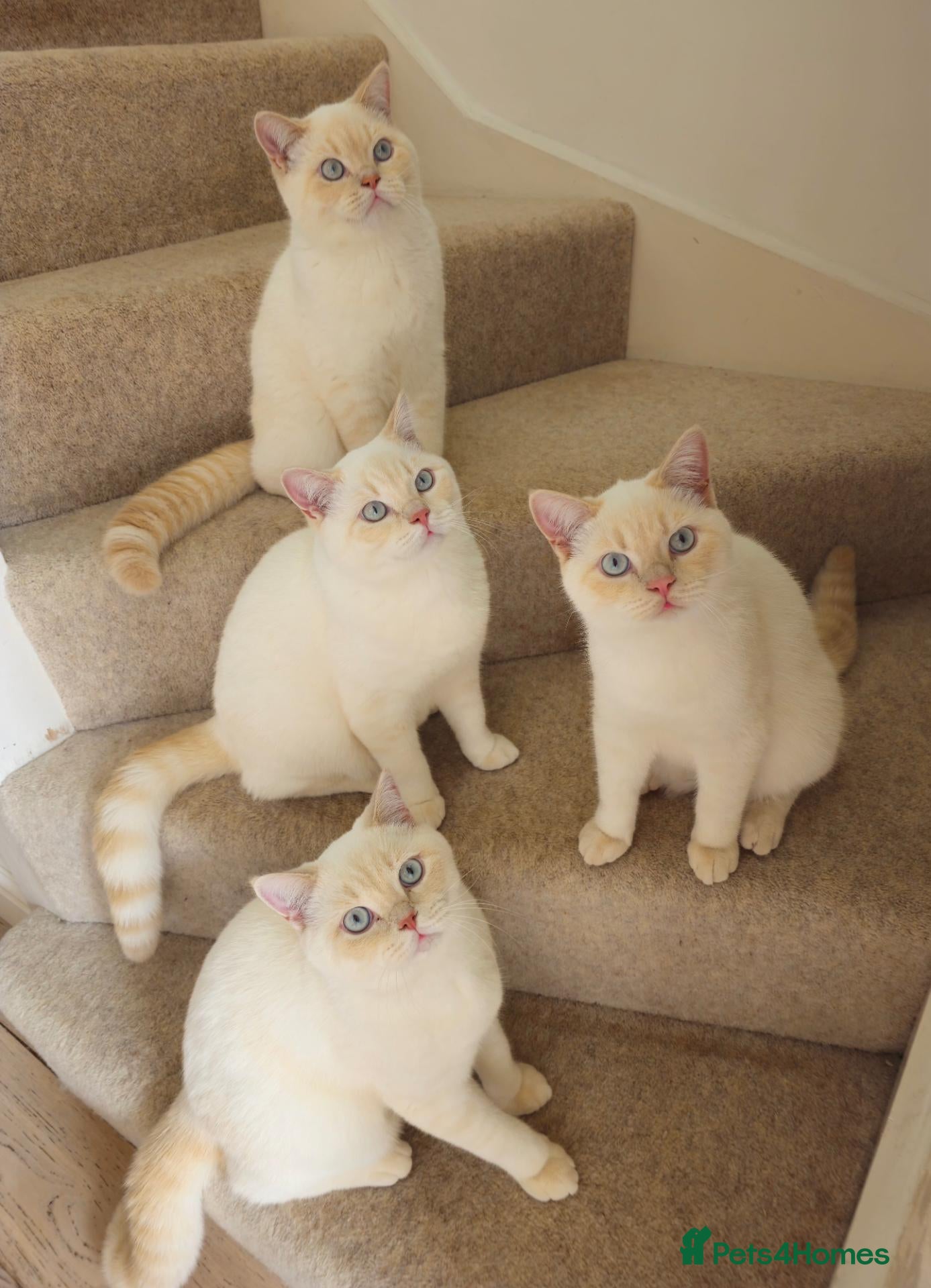 British Shorthair cats REDUCED BSH Pointed Boys - Advert 12
