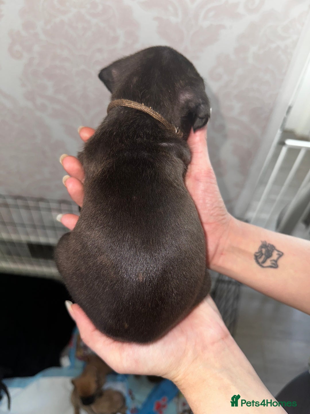 Mixed Breed dogs for sale: Cane corso X staff - Image 31