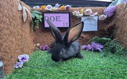 Continental Giant rabbits for sale: Pure Continental Giant Vaccinated  - Image 32