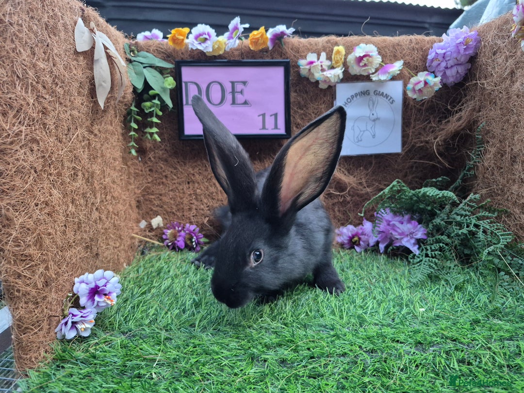 Continental Giant rabbits for sale: Pure Continental Giant Vaccinated  - Image 32