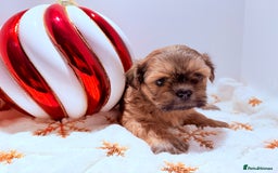 Shih Tzu dogs for sale: 3x Beautiful Pedigree Imperial Shih Tzu Girls - Advert 23