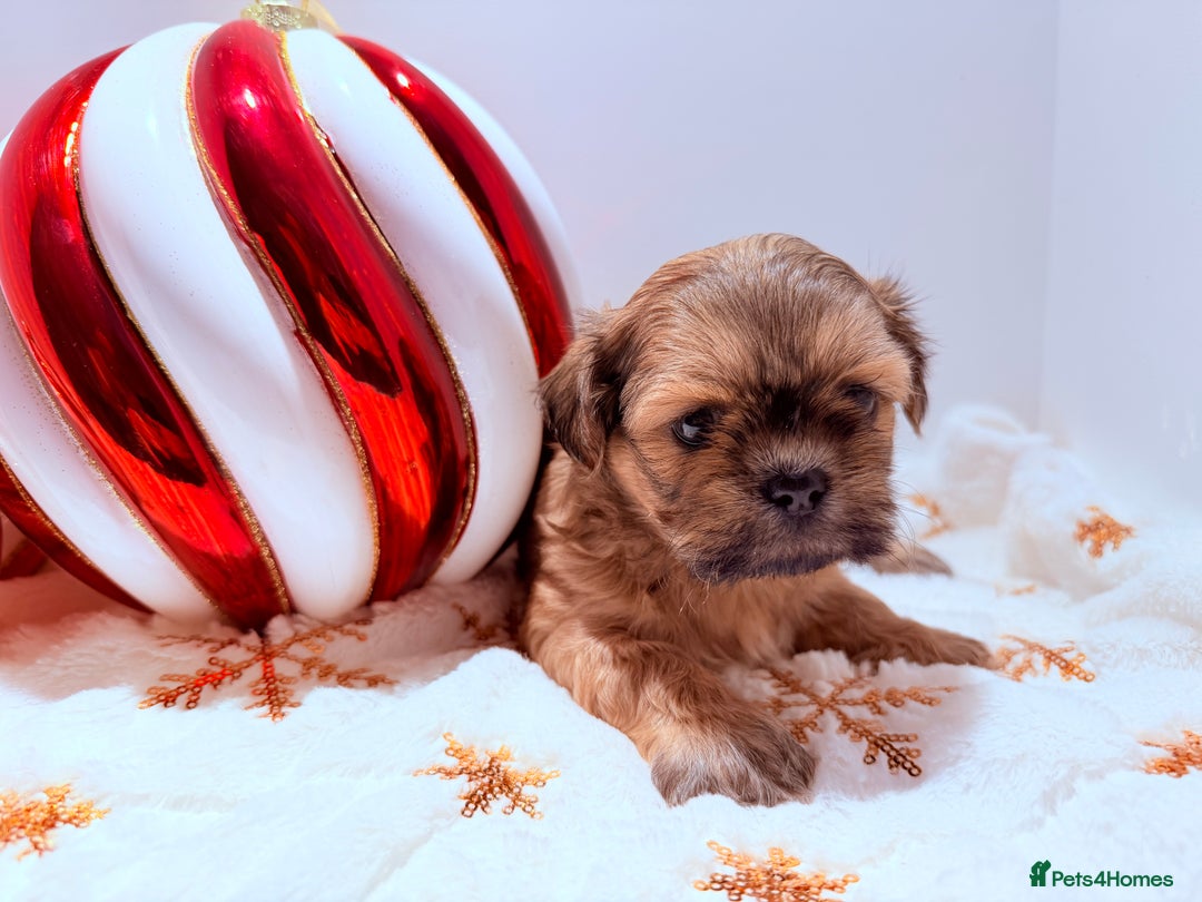 Shih Tzu dogs for sale: 3x Beautiful Pedigree Imperial Shih Tzu Girls - Advert 23